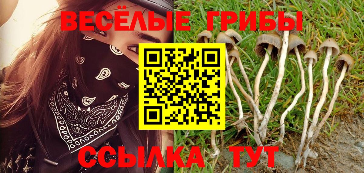 Галлюциногенные грибы Cubensis  Вход с VPN  Алексин  Псилоцибиновые грибы прущие грибы 
